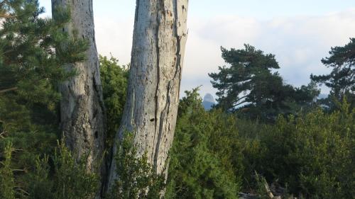 un gran árbol parado junto a algunos árboles en La Caseta del Port, en Alfara de Carles