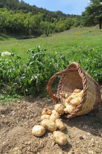 a basket full of potatoes on a dirt road at Hostal D'Éller in Éller
