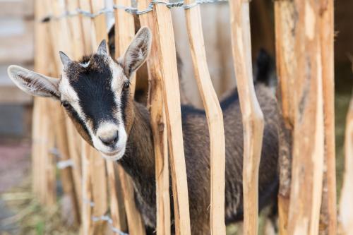 a goat is looking through a wooden fence at Pichlerhof in Valle Di Casies