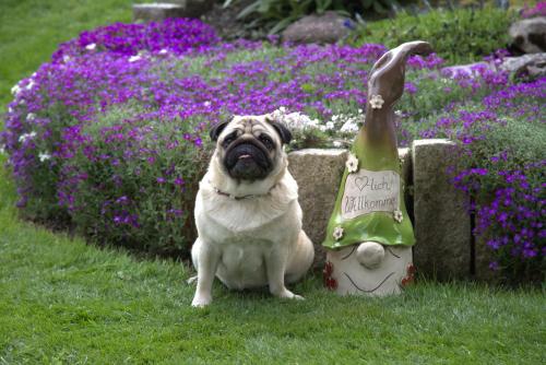 Photo de la galerie de l'établissement Apparthaus Alpina, à Pertisau