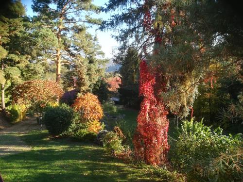 a garden with a tree covered in red leaves at Villa Blanka in Horní Podkozí