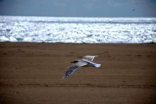 a bird flying over a beach with the ocean at Sol y Sombra Apartamento con entrada independiente in Isla del Moral