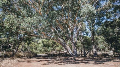 a large tree in the middle of a field at Kangaroo Retreat - Family Favourite Bush Retreat with Kangaroos in Margaret River in Margaret River Town