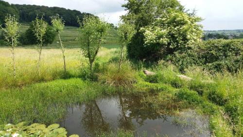 a pond in the middle of a field with tall grass at B&B Vouwere in Mechelen