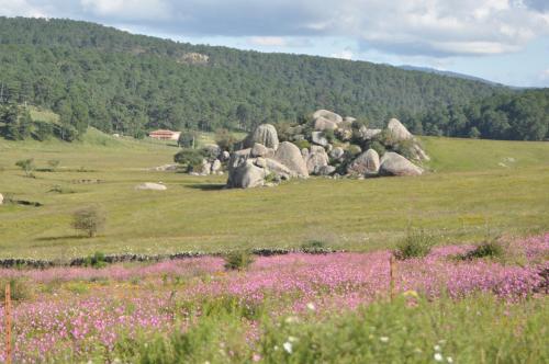 a field of rocks in a field of flowers at Hotel La Casona in Tapalpa