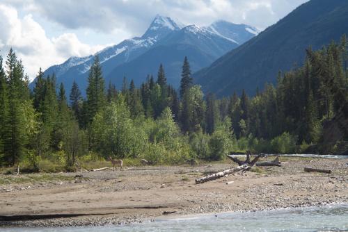 a river with trees and mountains in the background at Panorama Vacation Retreat at Horsethief Lodge in Panorama