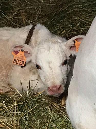 a white lamb laying in the grass with a tag on its ear at ferme pedagogique des pennetieres in Montcorbon