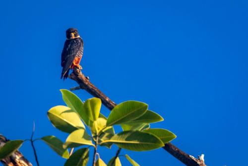 a bird perched on top of a tree branch at Summit Rainforest Golf Resort & All Inclusive in Paraíso