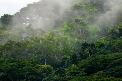 a forest filled with lots of green trees at Summit Rainforest Golf Resort & All Inclusive in Paraíso