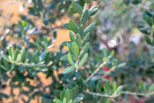 a close up of a plant with green leaves at Apartment Li in Tar