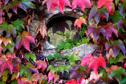 a bunch of red and green leaves on a tree at Au Relais de Nèche. in Bègues