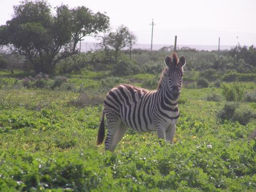 a zebra standing in a field of grass at Thali Thali Game Lodge in Langebaan