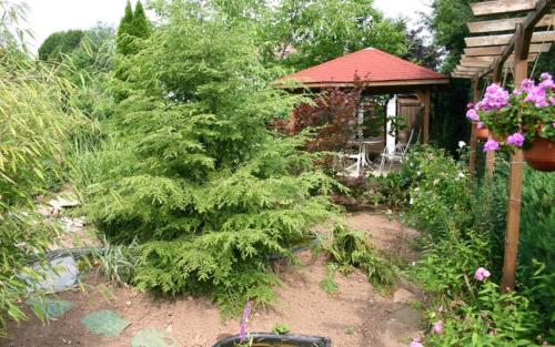 a pine tree in a garden next to a house at Pension Haus zum Schlehenberg in Bayreuth