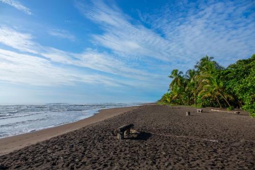 a monkey standing on a sandy beach near the ocean at Laguna Lodge Full Board in Tortuguero