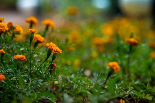 a bunch of orange flowers in a field at ARTS IN Hotel Conde Carvalhal in Funchal