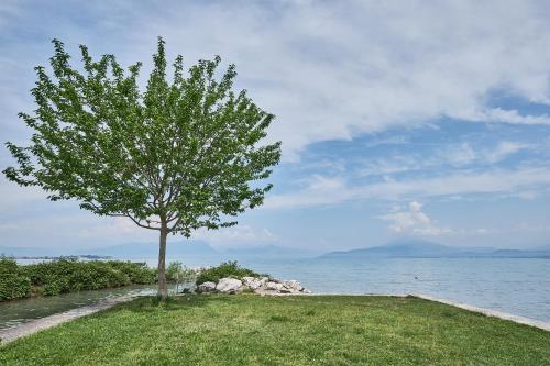 a tree in the grass next to the water at Villaggio Turistico Lugana Marina in Sirmione