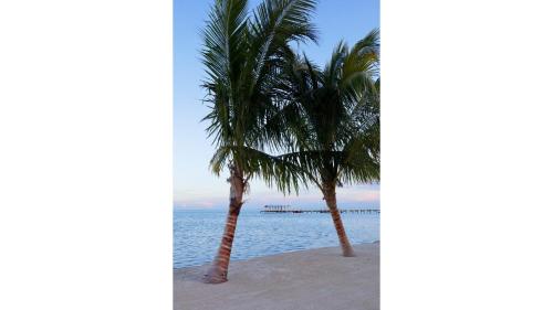 two palm trees on a beach next to the ocean at Cheeca Lodge & Spa in Islamorada