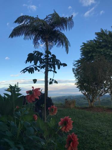 a palm tree in a field with flowers at Santa Elena de la Colina in Filandia