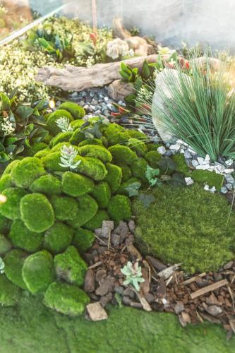 a garden with green moss and other plants at Hotel Olanesti & Spa Medical in Băile Olăneşti