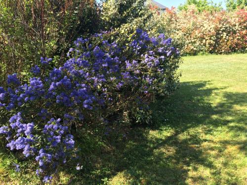 a bush of purple flowers in a yard at LA VILLA BOLERO in Saint-Cyr-sur-Loire