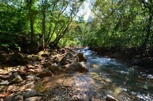 a river with rocks and trees in a forest at the Kinta Naeba in Yuzawa