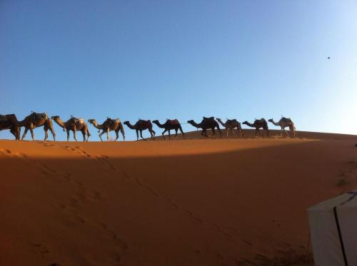 a herd of camel walking in the desert at Sahara Desert Camp in Hassilabied