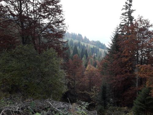 a view of a forest with trees in the background at B&B DOLOMIA in Sagron Mis