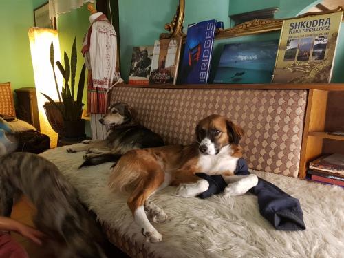 dos perros están sentados en un sofá en Mi Casa es Tu Casa - Shkodra Backpackers Hostel, en Shkodër