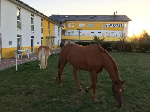 deux chevaux paissant dans l'herbe devant un bâtiment dans l'établissement i-Motel, à Obertshausen