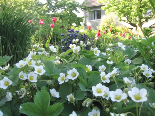 a garden with white and pink flowers in front of a house at Piibelehe Guest Accommodation in Kuressaare