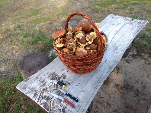 a basket of mushrooms sitting on a wooden table at Гостинний двір на хуторі Хрещатик in Khreshchatik