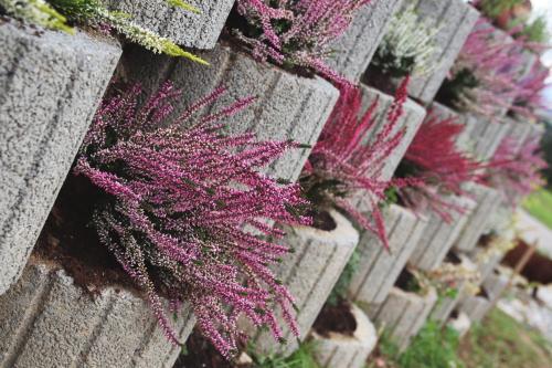 a bunch of pink plants on a wall at Dwór Pan Tadeusz in Orawka