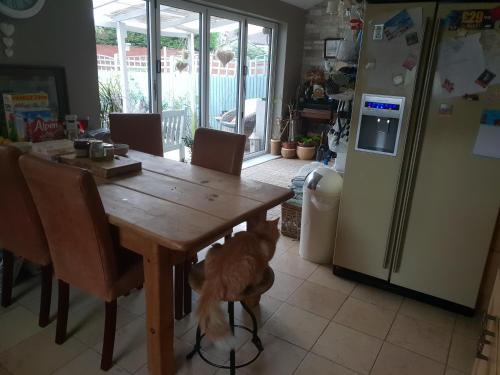 a dog standing around a wooden table in a kitchen at French doors garden pets fridge Tv in Chester