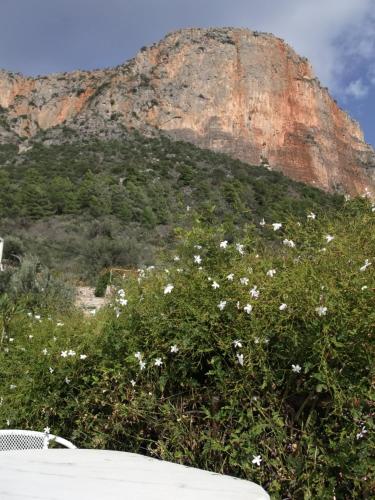 a hill with white flowers in front of a mountain at Au pied de la falaise rouge in Leonidion