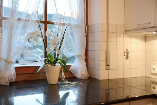 une cuisine avec une plante en pot sur un comptoir dans l'établissement Miraval Perathoner Andreas, à Ortisei