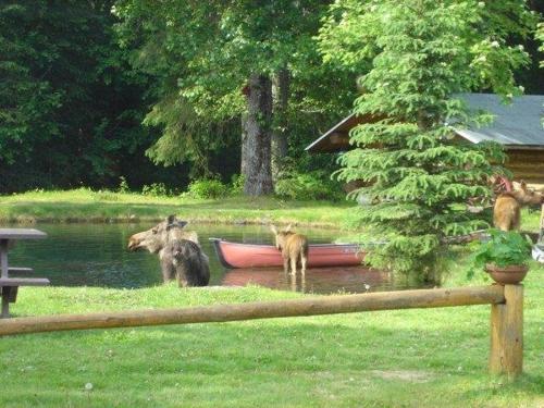 three bears are standing near a boat in the water at Hope Alaska's Bear Creek Lodge in Hope