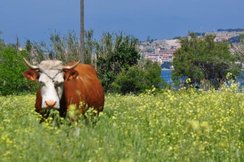 Animales en el hotel o alrededores