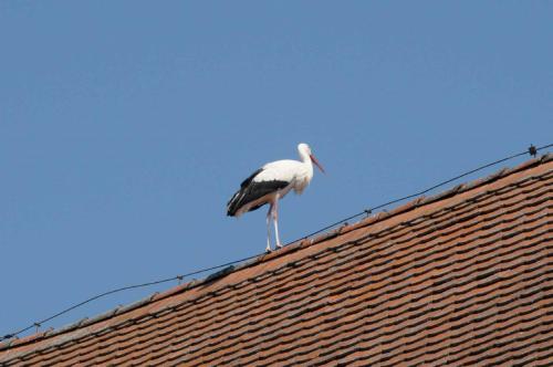 a bird standing on top of a roof at Ferienhof Winkler in Merkendorf