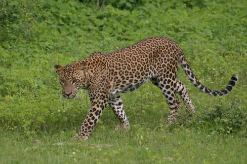 a leopard walking in a field of grass at Jetwing Jungle Lodge, A Luxury Reserve in Yala