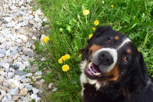 a black and brown dog sitting in a field of flowers at Ferienhaus Schleinzer in Prebl