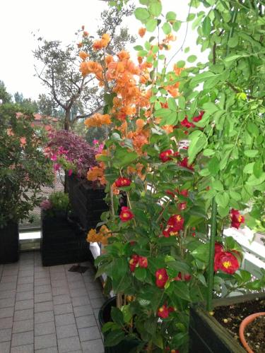 Jardin de l'établissement B&B Pitstop