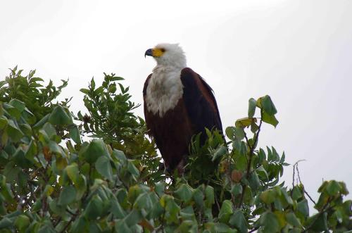 a bird sitting in the top of a tree at Lidiko Lodge in St Lucia