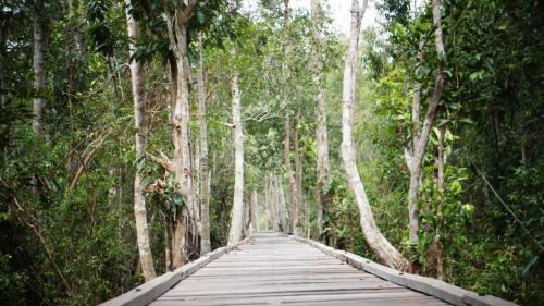 un puente de madera en un bosque con árboles en houseboat kelotok bee, en Kumai