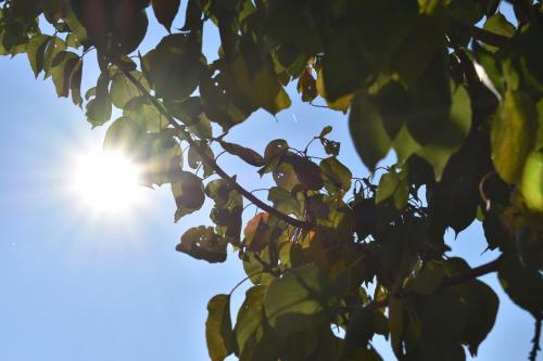 a bird perched on a tree branch with the sun in the background at Kraut & Ruabn - Stadl in Engabrunn