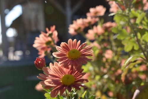 a group of pink flowers in a garden at Kraut & Ruabn - Stadl in Engabrunn