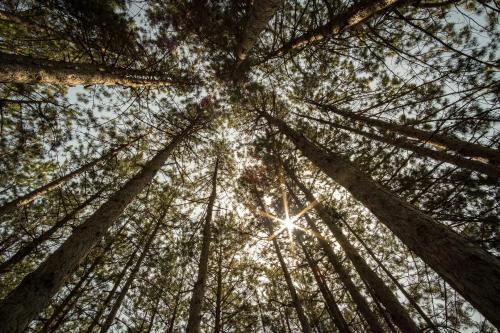 a view of the trees in the forest at Hotel Borkovac in Ruma