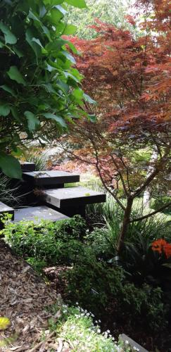 two benches in a garden with a tree at Sequoia Steps in New Plymouth
