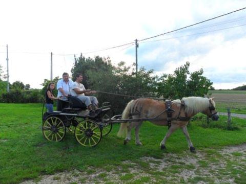Zvířata v bed and breakfast nebo okolí