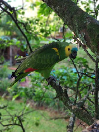 ホテルの敷地内または近くにいる動物