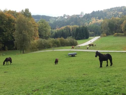 a group of horses grazing in a field at Ferienwohnung auf dem Erlebnisreiterhof Kreipl in Grattersdorf